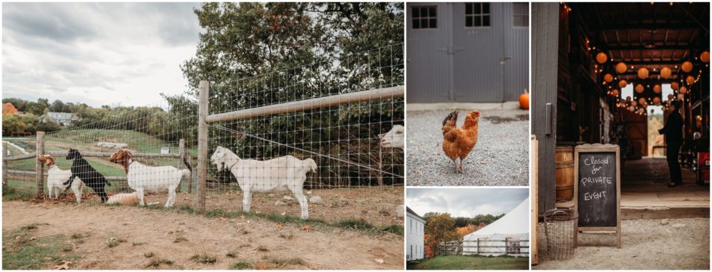 animals-at-farm-wedding