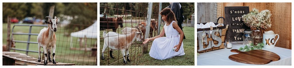 goats-at-wedding