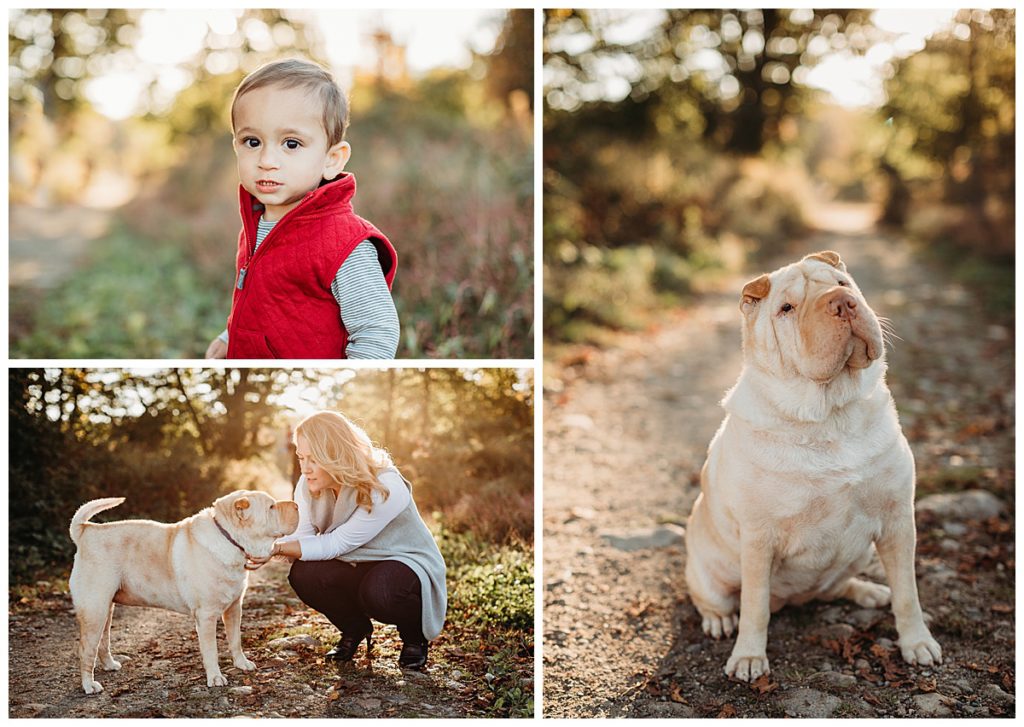family-pictures-with-golden-dog-boston-photographer