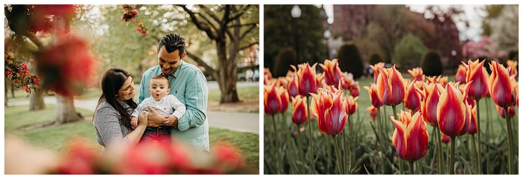 tulips in bloom in the boston public garden