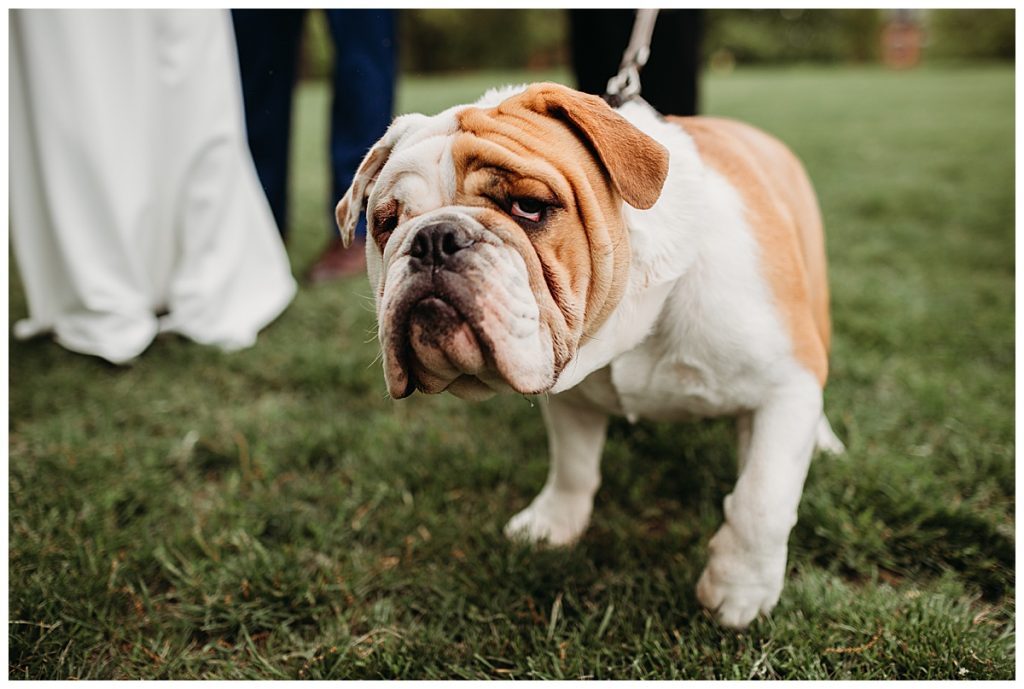 dog staring at camera during elopement ceremony in boston