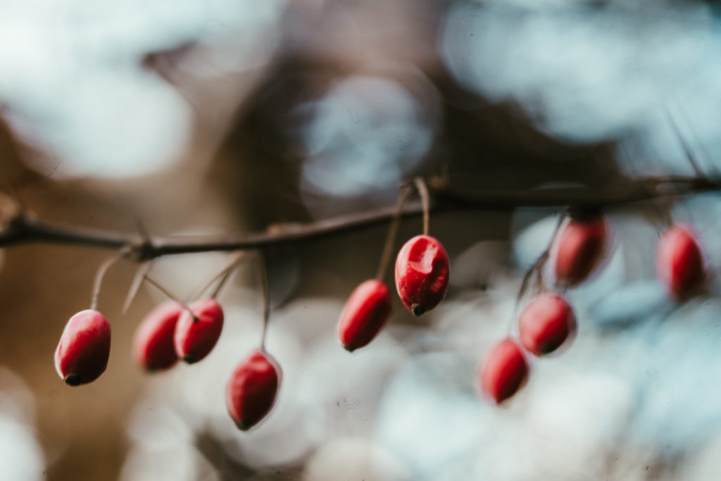 a macro image of red berries taken with a lensbaby velvet 56 from my camera bag