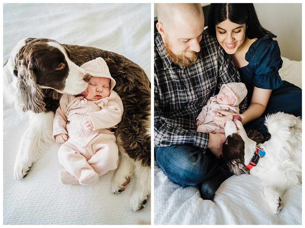 springer spaniel joins newborn photoshoot in boston
