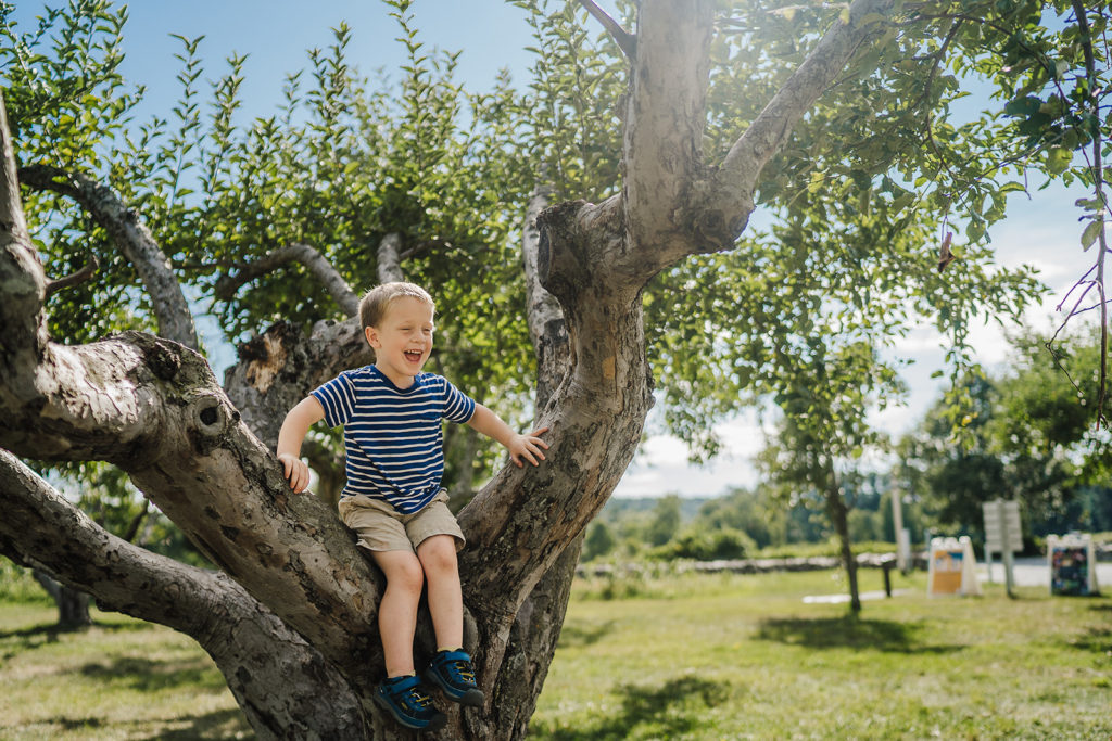 a boy in a striped shirt sits and laughs in an apple tree
