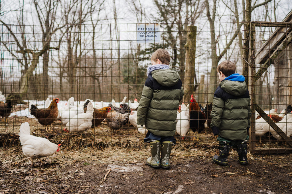 two boys in winter gear look into a cage at natick organic farm at a flock of chickens